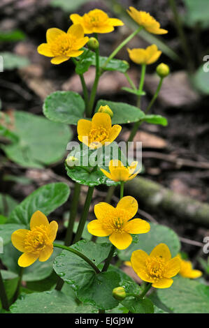 Kingcup / marsh-marigold (Caltha palustris) in flower Stock Photo