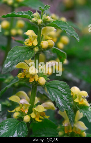 Yellow archangel / artillery plant / aluminium plant (Lamiastrum galeobdolon / Lamium galeobdolon / Galeobdolon luteum) flower Stock Photo