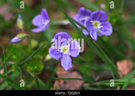 Slender speedwell / creeping speedwell / threadstalk speedwell (Veronica filiformis) in flower Stock Photo