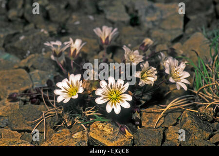 Shetland Mouse-ear / Shetland Mouse-eared Chickweed / Edmondston's Chickweed (Cerastium nigrescens) endemic plant of Shetland Stock Photo