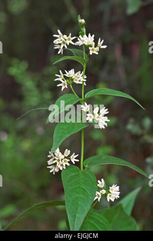 White swallow-wort (Vincetoxicum hirundinaria / Vincetoxicum album / Cynanchum vincetoxicum) in flower Stock Photo