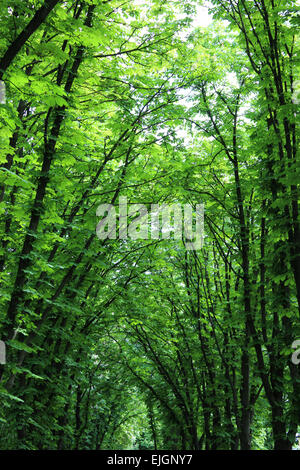 Beautiful huge green crowns of trees in city park Stock Photo - Alamy
