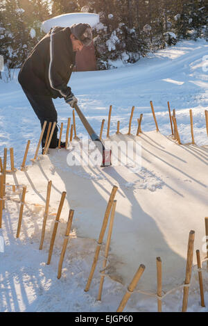 Scrapping moose hide to make it thinner , Indigenous Cree Man, Northern James Bay, Quebec Stock Photo