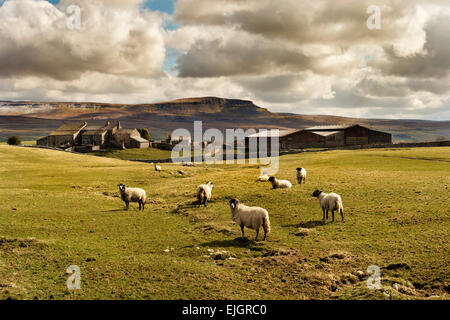 Sheep grazing at Gill Garth above Selside, Ribblesdale, near Settle, Yorkshire Dales, with Pen-y-ghent hill in the background Stock Photo