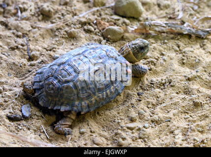 South African Speckled Cape Tortoise or Speckled Padloper (Homopus ...