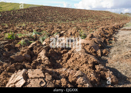 Freshly plouged field at spring begining, Badajoz, Spain Stock Photo