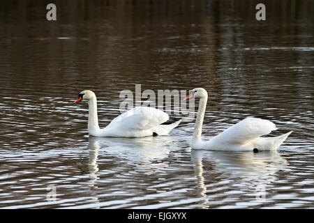 Two white mute Swan swimming on the lake Stock Photo