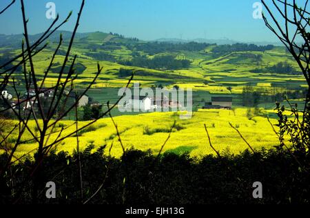 Pengzhou, China: Fields of yellow Rapeseed oil flowers at peak Spring bloom surround clusters of Sichuan province farmhouses