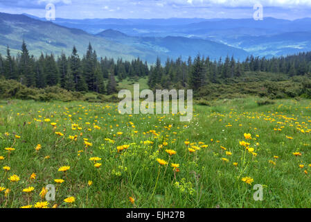 yellow flowers in high mountain Stock Photo