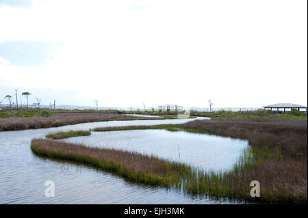 Shoreline at Big Lagoon State Park in Pensacola Floria Stock Photo