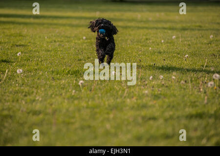 A black puppy runs in a field the sunshine Stock Photo