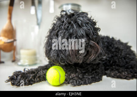 A black cockapoo puppy relaxes with a tennis ball Stock Photo