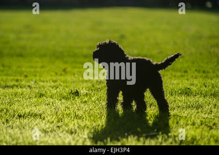 A black puppy runs in a field the sunshine Stock Photo