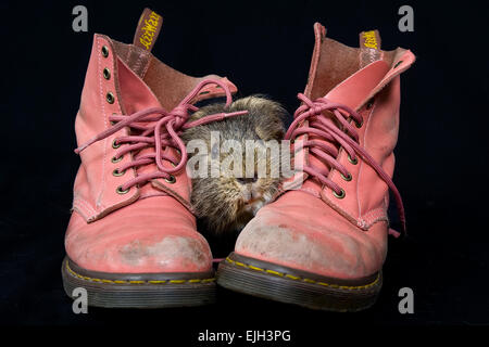 A long haired guinea pig looks out from between two bright pink boots Stock Photo