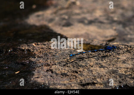 Dark and blue dragonfly sitting on the river rock Stock Photo