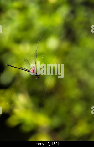 Butterfly wings in a cobweb Stock Photo - Alamy
