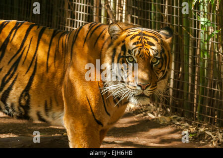 Sumatran Tiger, Panthera tigris sumatrae at Melbourne Zoo Stock Photo