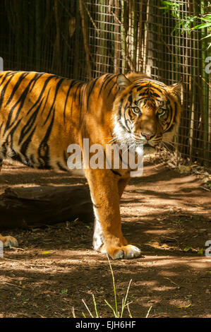 Sumatran Tiger, Panthera tigris sumatrae at Melbourne Zoo Stock Photo