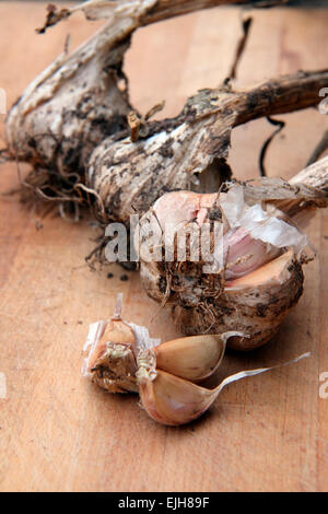 Garlic cultivar originally purchased in the Rhone valley and home saved year to year for growing- Allium sativum - splitting off Stock Photo