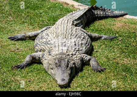 Johannesburg South Africa,Croc City Crocodile & Reptile Park,farm,sunning,SAfri150305043 Stock Photo