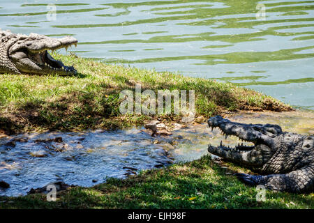 Johannesburg South Africa,Croc City Crocodile & Reptile Park,farm,sunning,SAfri150305046 Stock Photo
