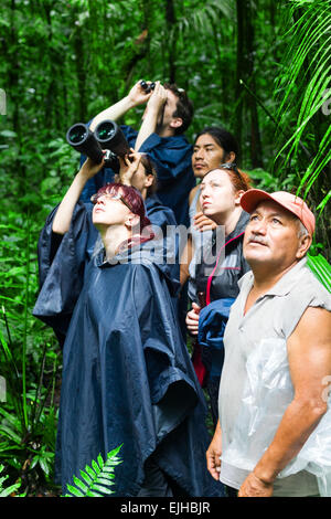 A group of people, including men and women of various ages, are standing in a lush, green rainforest, looking upward into the tree canopy. Several individuals are using binoculars to observe Stock Photo