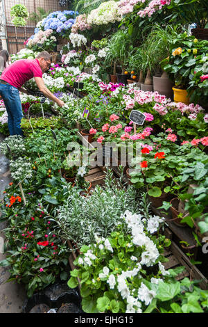 Stall at flower market in Paris, France Stock Photo