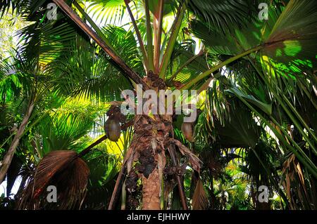 Sea coconut, coco de mer (Lodoicea maldivica), Nature Reserve Vallee de Mai, UNESCO World heritage site, Praslin Island Stock Photo