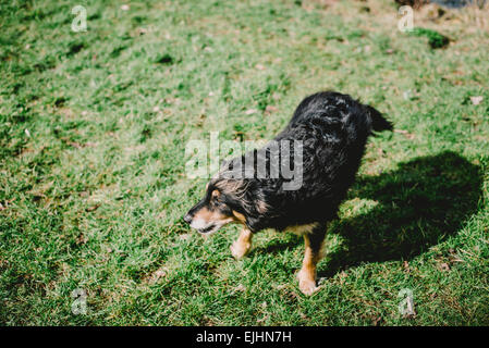 A border collie / german shepherd mix breed dog in a park, standing on grass. Stock Photo