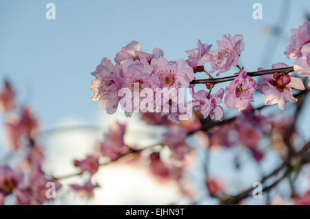 Ornamental Plum tree, also known as cherry plum, myrobalan plum, flowering plum, Prunus cerasifera Stock Photo