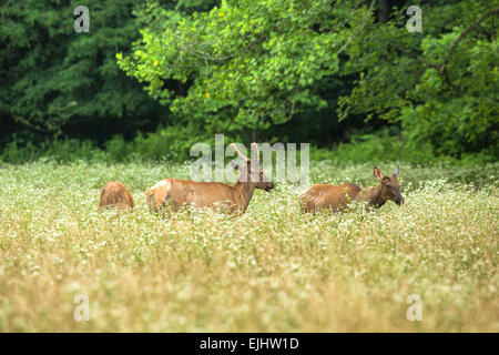 Elk in the Great Smoky Mountains National Park Stock Photo