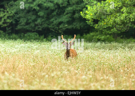 Elk in the Great Smoky Mountains National Park Stock Photo