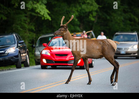 Bull elk stopping traffic in the Smoky Mountains Stock Photo