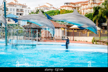 Dolphins show in Selwo Marina in Benalmadena Stock Photo