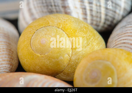 Closeup of sea shells with exotic yellow and orange colors, texture, pattern, macro. Stock Photo