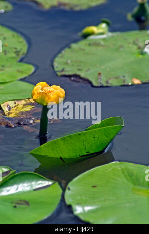 Yellow water-lily / brandy-bottle / yellow pond lily  (Nuphar lutea) in flower Stock Photo