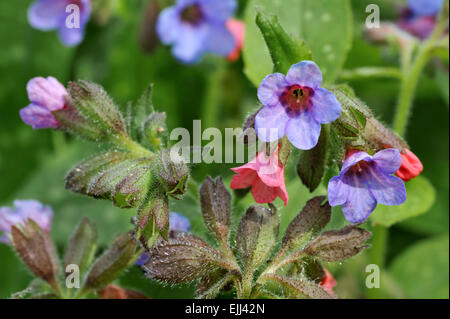 Common lungwort / Our Lady's milk drops (Pulmonaria officinalis) in flower Stock Photo