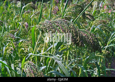 Broomcorn millet / common millet / broomtail millet / blackseeded proso millet (Panicum miliaceum) in field Stock Photo