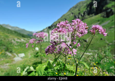 Common adenostyle / Hedge-leaved adenostyle (Adenostyles alliariae) in flower in the Alps Stock Photo
