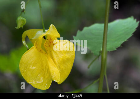 Touch-me-not Balsam / yellow balsam / jewelweed / wild balsam (Impatiens noli-tangere) in flower Stock Photo