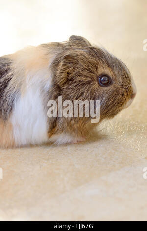 Cute baby guinea pig on the floor Stock Photo