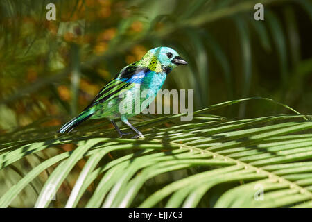 Green-headed Tanager perched Stock Photo