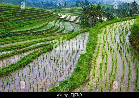 Water filled rice terraces, Bali island, Indonesia Stock Photo