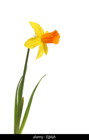 Single yellow and orange daffodil with stalk and leaves isolated against white Stock Photo