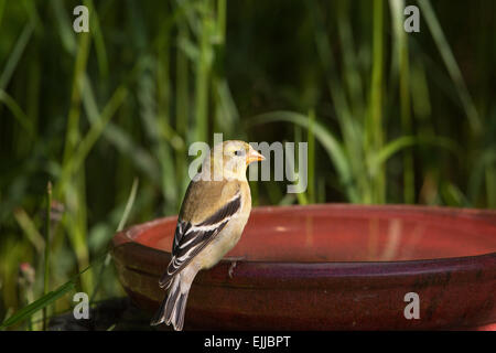 Female American goldfinch perched on a bird bath Stock Photo