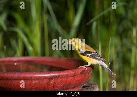 Female American goldfinch perched on a bird bath Stock Photo