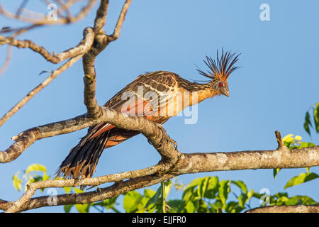 Hoatzin (Opisthocomus hoazin) perched along the Mahaica River, Guyana Stock Photo