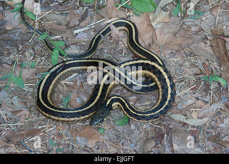 Eastern Garter Snake, Thamnophis sirtalis sirtalis, reptile, snake, North American Reptile, colubrid snake Stock Photo