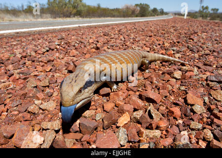 Centralian blue-tongued skink (Tiliqua multifasciata) on the side of the road in Karijini National Park, Western Australia Stock Photo