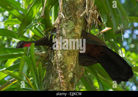 A Crested Guan, Penelope purpurascens, in Costa Rica Stock Photo